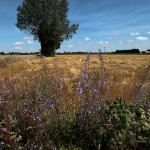 Corn field, Lieurey, Normandy