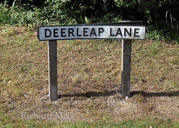 Deerleap-Lane