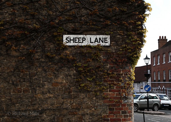 Sheep-Lane