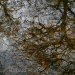 Forest-of-Bere—Jan-2012-205-e_resize-sq-©