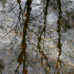 Forest-of-Bere—Jan-2012-206-e_resize-sq-©