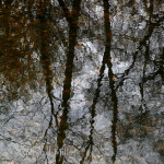 Forest-of-Bere—Jan-2012-207-e_resize-sq-©