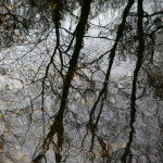 Forest-of-Bere—Jan-2012-211-e_resize-sq-©