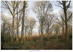Forest of Bere - Jan 2012 293 e © II resize